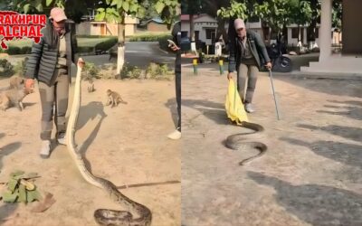 जंगल क्वीन की कहानी