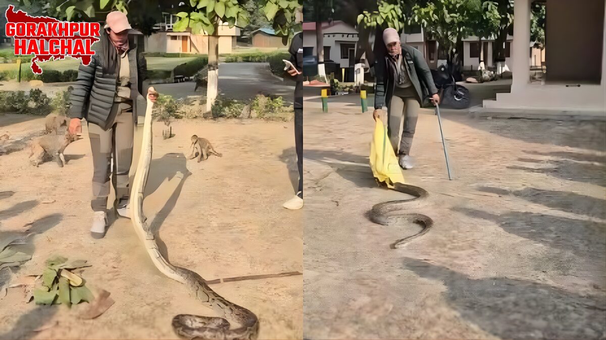 जंगल क्वीन की कहानी