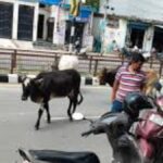गोरखपुर में सड़कों पर छुट्टा पशु