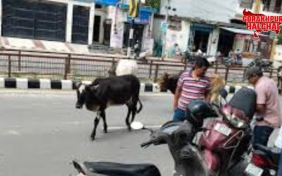 गोरखपुर में सड़कों पर छुट्टा पशु