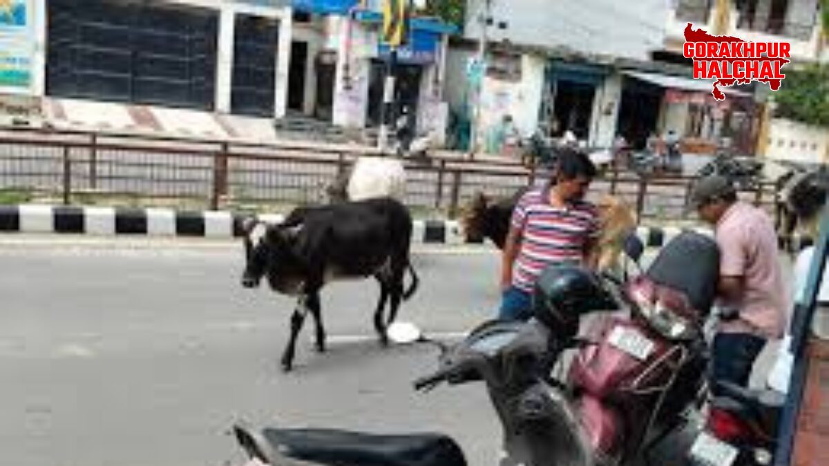 गोरखपुर में सड़कों पर छुट्टा पशु