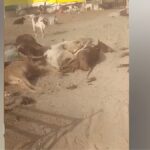 10 गोवंश मृत अवस्था में