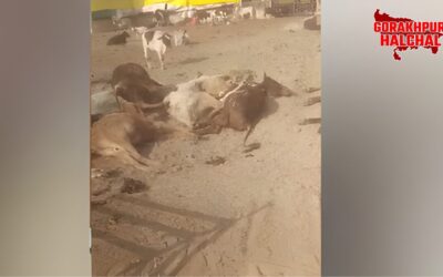 10 गोवंश मृत अवस्था में