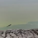 गोरखपुर के रामगढ़ताल