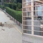 मेरठ विश्वविद्यालय